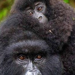 Wisefoods klimaneutrale Website mit ClimatePartner