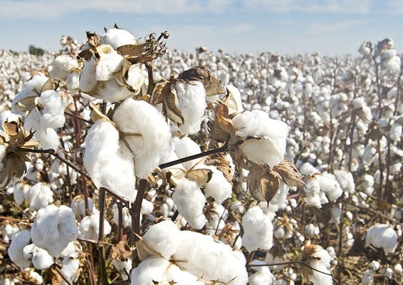 Herstellung von Bio Baumwolle - Einfach erklärt